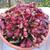 Sarracenia psittacina