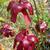 Sarracenia psittacina