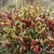 Dense clump of green and red-veined pitchers in the wild.