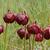 Sarracenia purpurea