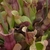 Dense stand of green and red pitchers with flared lids.