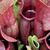 Sarracenia purpurea