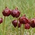 A group of globular, nodding, red flowers.