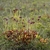 Dense clump of green & red-veined pitchers; nodding red flowers