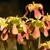 A group of pendulous flowers with pinkish spatulate petals.