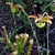 Old flowers (petals fallen) overtopping lidded pitchers.