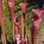 Deep red, veined, erect pitchers.