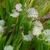 Close-up on the white-with-red-veins tops of the pitchers.