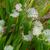 Sarracenia  ssp. in summer in Moore County