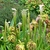 Pitchers & nodding flowers with multiplied whorls of petals
