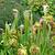 Sarracenia  ssp. flower in summer in Moore County
