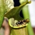 A wasp investigates the rim of a pitcher.
