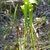 Two erect greenish-yellow pitchers in the wild.