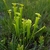 A stand of greenish yellow pitcher plants.