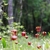 A population of dark red, pendulous, solitary flowers.