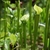 Erect, green, lidded pitchers with red veins.