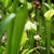 Erect, green, lidded pitchers with red veins.