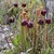 Erect, lidded pitchers heavily veined and suffused with red.