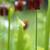 Sarracenia jonesii