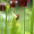 Deep red, pendulous, solitary flowers.
