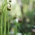 Pendulous, globose, solitary flower buds.
