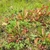 Several rosettes of pitchers with reddish hoods.