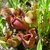 Close-up on pitchers that are green with red veins open at top.