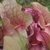 Close-up on pitchers that are green with red veins open at top.