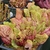 Potted specimen of green pitchers with red veins.