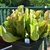 Potted specimen of green pitchers with red veins.