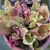 Top view of potted plant. Pitchers are green with red veins.