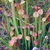 Cluster of erect, lidded pitchers with red veins & red lids