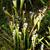Sarracenia ssp. with Spiranthes  ssp. summer in Moore County