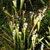 Clump of pitchers in the wild with white Spiranthes orchids