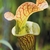 Sarracenia x Ritchie Bell Orange County Lucille Zane_CC BY ND (2