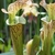 Sarracenia x Ritchie Bell Orange County Lucille Zane_CC BY ND