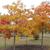 Fall form