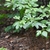 Seedlings Form - May - Halifax Co., NC