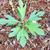 seedling, spring, Warren County, NC