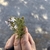 Hand holding a leafy branch with small, 2-lipped flowers.