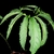 Leaf of S.foglia