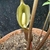 Flower of S. horsfieldii