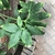 Leaf of S.venosum