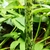 Spotted stem of S. venosum