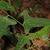 Smilax bona-nox
