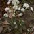 Micranthes virginiensis