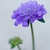 Inflorescence of lavender-blue flowers in a dense cluster.