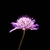 Inflorescence of pinkikish flowers in a dense cluster.