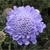 Inflorescence of lavender-blue flowers in a dense cluster.