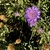 Dwarf Pin Cushion Flower - June - Wake Co., NC
